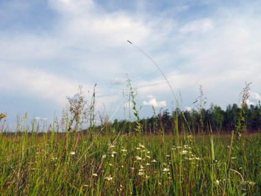 Yakutya forb çayır