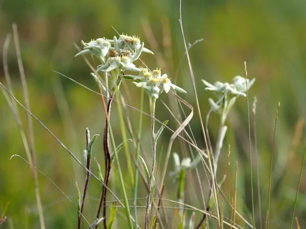 Agrupamento de Edelweiss (Leontopodium conglobatum ) — Fotografia de Stock