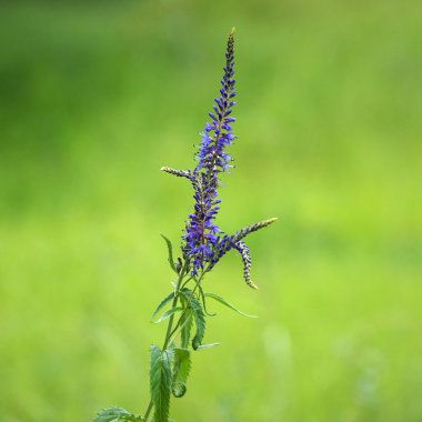 Veronica longifolia (Yakutya)