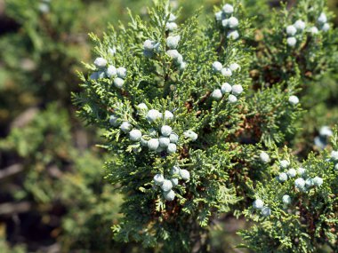 Juniperus excelsa 'nın galberries ve iğneler (Kırım)