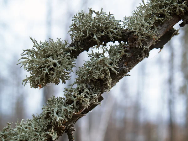 Lichens on a branch Royalty Free Stock Photos