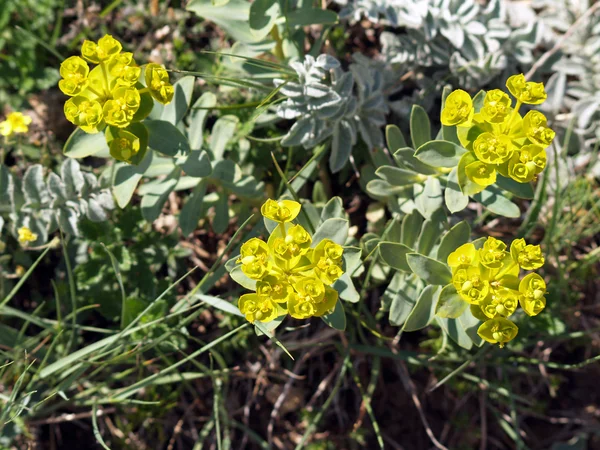 Euforbia stepposa flores — Fotografia de Stock