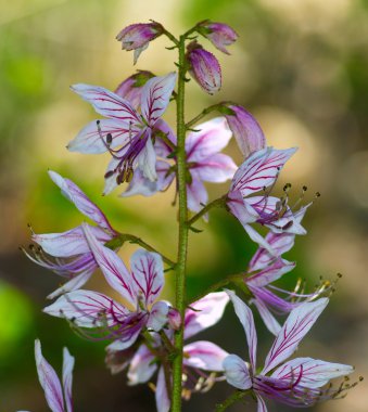 Çiçek önümüzdeki uzun stamens ile