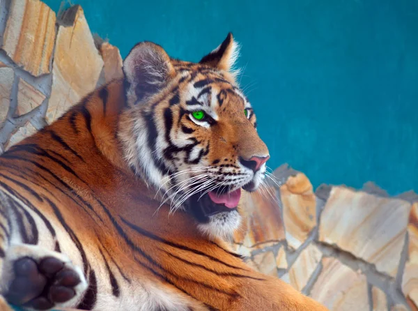 Tygrys w Taigan Safari Park Zdjęcia Stockowe bez tantiem