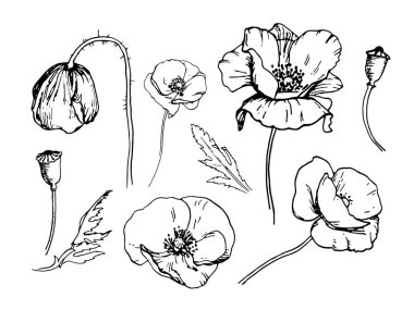 Beyaz arka planda izole edilmiş haşhaş elementlerinin vektör monokrom çizimi. Gerçekçi bir el çizimi çizimi. Tasarım tebrik kartları, pankartlar, davetiyeler için kullanılabilir.