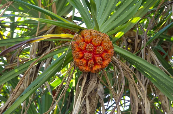 Screw pine. Pandanus. Palm fruit.