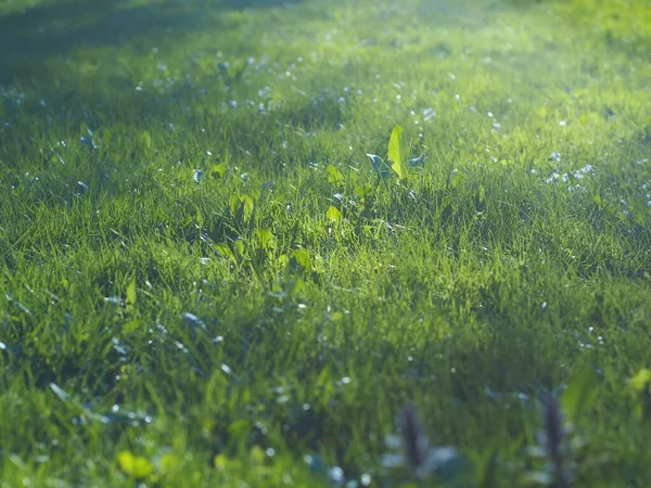 Herbe Verte Est Tapis Lisse Sur Sol — Photo