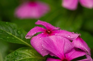 Catharanthus gül çiçeği yaygın olarak Madagaskar menekşesi olarak bilinir.