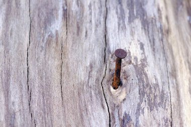Paslı bir çivi eski bir ağaç gövdesine saplanır.