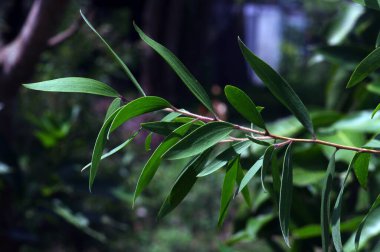 Melaleuca cajuputi bitkileri, genellikle cajuput olarak bilinir. Cajuput yağı, kajuput ağaçlarının yapraklarından damıtılarak elde edilen uçucu bir yağdır.