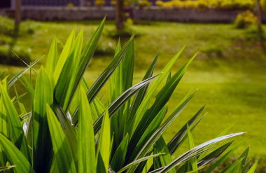 Pandanus (Pandanus amiaryllifolius) ya da vida çamı, Endonezya 'da daun pandan wangi olarak da bilinir, vida palmiye, pişirmede çok değerli aromatik yapraklara sahiptir.