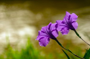 Ruellia simplex, Meksika petunyası, Meksika çan kuşu ya da Endonezya 'da bulunan Kencana Ungu, Acanthaceae familyasından bir bitki türüdür.