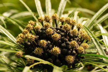 Miagos Bush çiçeği (Osmoxylon hattı) sığ odak noktasında çiçek açıyor, çalılar ve ev bitkileri olarak yetiştirilen popüler bir çalılık..