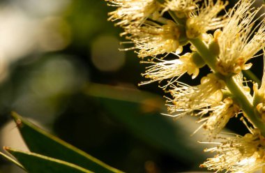 Melaleuca cajuputi çiçeği, sığ odak noktasında, genellikle cajuput olarak bilinir. Cajuput yağı, kajuput ağaçlarının yapraklarından damıtılarak elde edilen uçucu bir yağdır.
