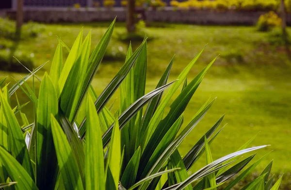 Pandanus (Pandanus amiaryllifolius) ya da vida çamı, Endonezya 'da daun pandan wangi olarak da bilinir, vida palmiye, pişirmede çok değerli aromatik yapraklara sahiptir.