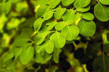 Kelor ya da Drumstick ağacı, Moringa oleifera, yeşil yapraklar, yaygın isimlerle yabanturpu ağacı, ve Ben yağı ağacı ya da benzinyağı ağacı