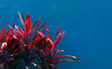 Hawaii Ti Bitkileri (Cordyline minalis) mavi duvar arkaplanlı parlak renkli