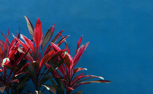 Hawaiian Plants Cordyline Minalis Cor Brilhante Com Fundo Parede Azul — Fotografia de Stock