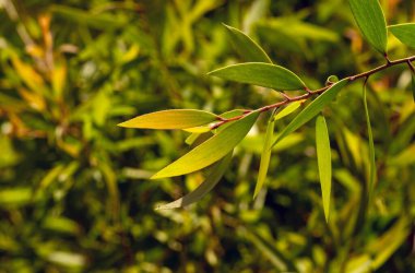 Melaleuca cajuputi genç yeşil yapraklar, sığ odak, ormanda