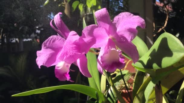 Pulverización púrpura Cattleya trianae flores, también conocido como orquídea de Navidad — Vídeo de stock