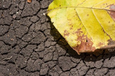 Gunung Kidul, Yogyakarta, Endonezya 'daki kuru Akdeniz topraklarında kuru bir meşe yaprağı. Doğa koruma kavramı.