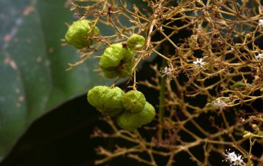 Thet tiak tohumları (Tectona grandis), Gunung Kidul, Yogyakarta, Endonezya 'da, dalların sonundaki yoğun kümeler halinde dizilmiştir.