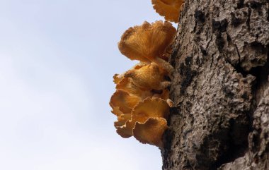 Doğal kuru ağaç kabuğunda kahverengi mantar.