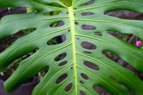 Green Swiss Cheese Plant leaf, known as Tarovine, Fruit Salad Plant, Ceriman, or Mexican breadfruit.