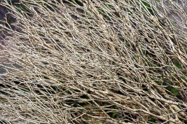 Trockene Zierpflanzenzweige Flachen Fokus Für Hintergrund Oder Tapete — Stockfoto