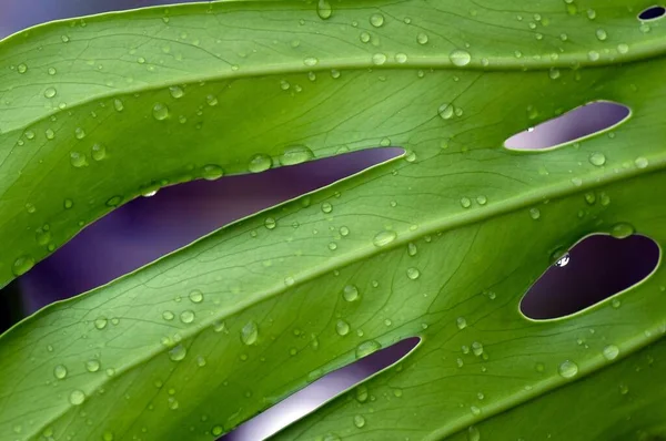 Green Swiss Cheese Plant leaf with water splash, known as Tarovine, Fruit Salad Plant, Ceriman, or Mexican breadfruit.