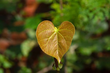 Genç bir Deniz Hibiscus (Hibiscus tiliaceus) yaprağı, sahil pamuğu, aşkın sembolü ve sığ bir odak noktası olan kürek köprü kartı.
