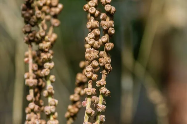 Melaleuca Cajuputi Samen Allgemein Bekannt Als Cajuput Ausgewählter Fokus — Stockfoto