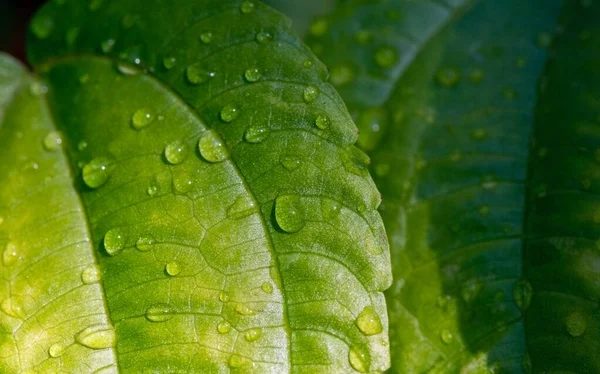 Pohpohan Pilea Melastomoides Bladeren Met Water Plons Een Vrij Populaire — Stockfoto