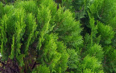 Arborvitaes (Thuja spp. ), sığ bir odak noktasında, Cupressaceae 'de kozalaklı ağaçların bir cinsi olan selvi selvi familyasının ebedi yeşil üyeleri. Doğal arkaplan.