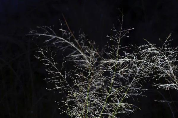 Abstrato Embaçado Flor Grama Natural Fundo Escuro — Fotografia de Stock