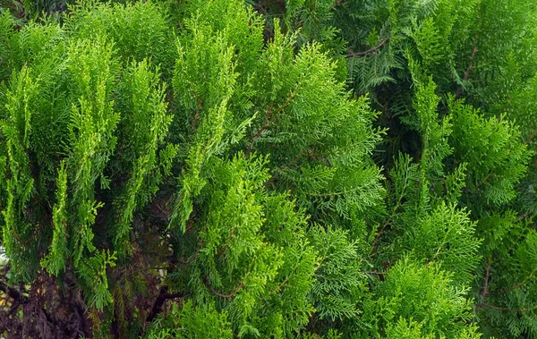 Αρμπορβιτάνες Thuja Spp Ρηχή Εστίαση Αειθαλή Μέλη Της Οικογένειας Των — Φωτογραφία Αρχείου