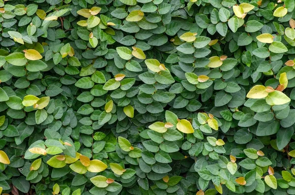 Daun Dolar Rambat Dollar Creepers Ficus Pumila Ficus Nemzetségből Származó — Stock Fotó