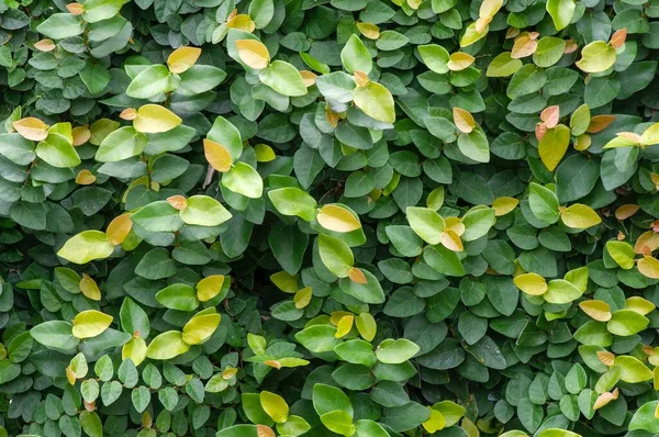 Daun Dolar Rambat Dollar Creepers Ficus Pumila Ficus Nemzetségből Származó — Stock Fotó