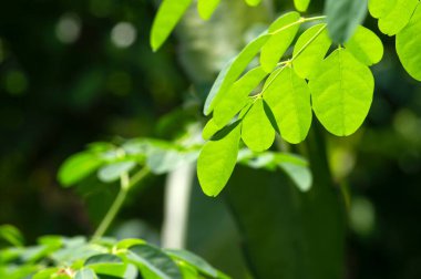 Kelor ya da Drumstick ağacı (Moringa oleifera) yeşil yapraklar seçili odak noktası olup yaygın isimleri şunlardır: yaban turpu ağacı ve Ben yağı ağacı veya benzolive ağacı