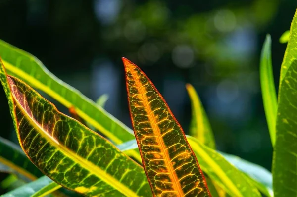 Croton (Codiaeum variegatum), seçilmiş odak noktası, birçok çeşitliliğe ve güzel renkli yapraklara sahip popüler bir ev bitkisi, doğal arka plan