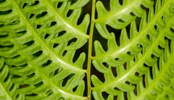 绿色蕨叶 猪笼草 选重点 用于自然背景和墙纸 — 图库照片