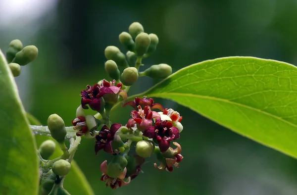 Indian sandalwood flowers, Santalum album, one of the most expensive plants in the world, very famous for its fragrance, in Indonesia. Selected focu