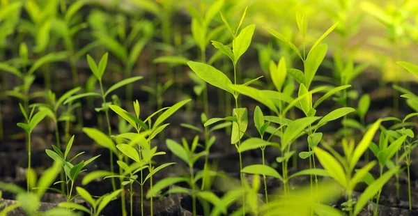 Santalum album, or Indian sandalwood seedlings are ready to be planted in the forest. Selected focus