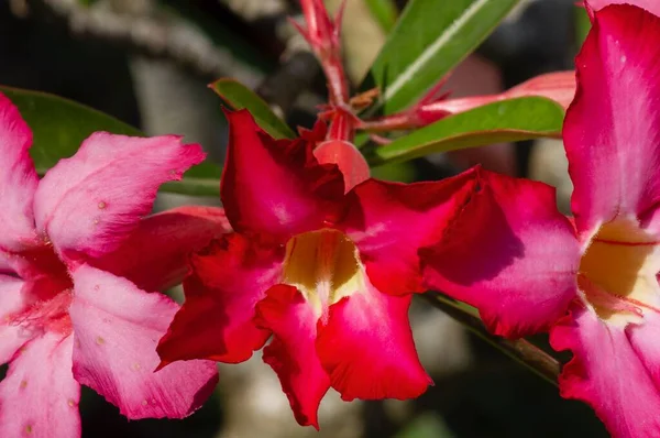 Rosa Und Rote Adeniumblüten Mit Unscharfem Hintergrund — Stockfoto