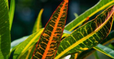 Croton (Codiaeum variegatum), seçilmiş odak noktası, birçok çeşitliliğe ve güzel renkli yapraklara sahip popüler bir ev bitkisi, doğal arka plan
