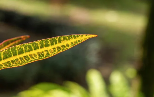 Croton Codiaeum Variegatum Geselecteerde Focus Een Populaire Huisplant Met Vele — Stockfoto