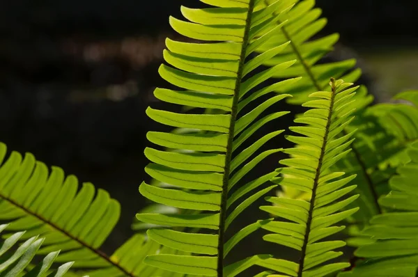 Зелене Листя Папороті Nephrolepis Cordifolia Вибраний Фокус Природного Фону Шпалер — стокове фото