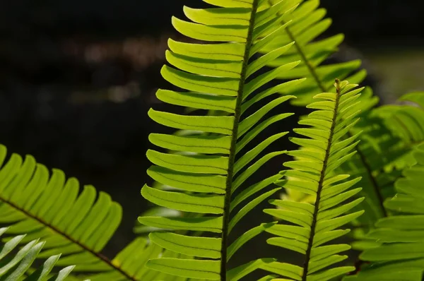 Feuilles Fougère Verte Nephrolepis Cordifolia Mise Point Sélectionnée Pour Fond — Photo