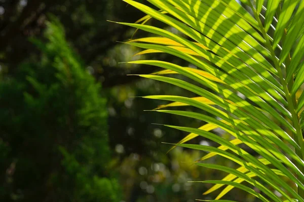 Желтые Пальмовые Листья Dypsis Lutescens Выбранный Фокус Известный Золотой Тростник — стоковое фото