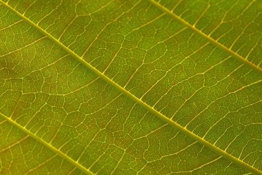Jabon bitkisinin (Anthocephalus makrophyllus) güzel yaprak damarları, Endonezya 'nın öncü yerli hızlı büyüyen türlerinden biridir.